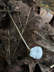 Delicatula integrella
