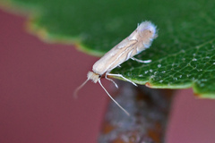 Phyllonorycter messaniella
