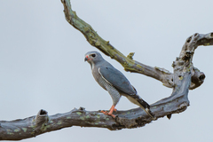 Kaupifalco monogrammicus