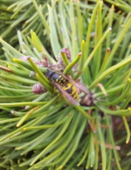 Vespula vulgaris