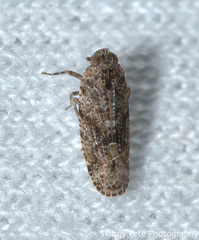 Catonia