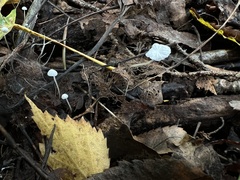 Delicatula integrella