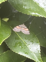 Xanthorhoe labradorensis