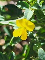 Faboideae