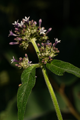 Pentas purpurea