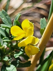 Faboideae