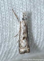 Microcrambus