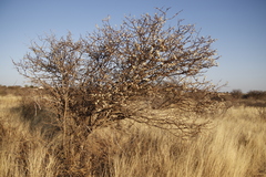 Acacia mellifera image