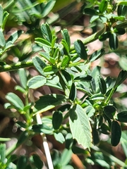 Faboideae
