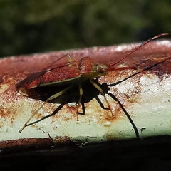 Pantilius tunicatus