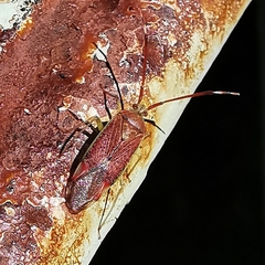 Pantilius tunicatus