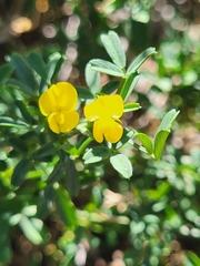 Faboideae