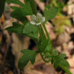 Nemophila parviflora