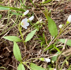 Claytonia