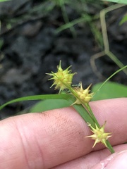 Carex flava