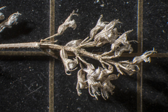 Thymus pulegioides