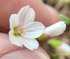 Claytonia