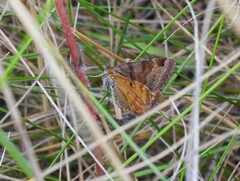 Euclidia glyphica