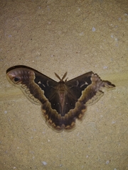 Callosamia angulifera