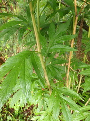 Jacobaea cannabifolia