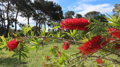 Melaleuca viminalis viminalis