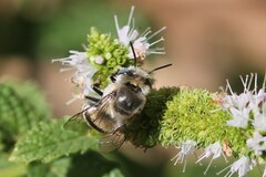 Anthophora urbana