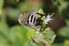 Anthophora urbana
