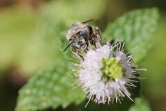 Anthophora urbana