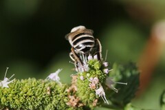 Anthophora urbana