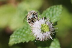 Anthophora urbana