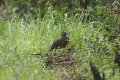 Bambusicola sonorivox