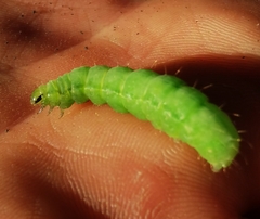 Phlogophora meticulosa