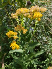 Solidago rigida