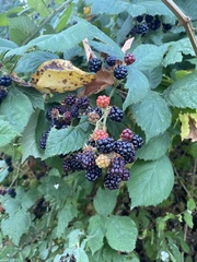 Rubus bifrons