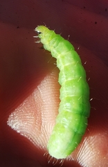 Phlogophora meticulosa