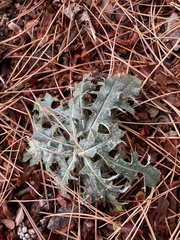 Cirsium canescens