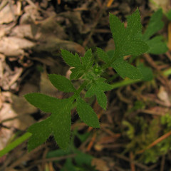 Nemophila parviflora