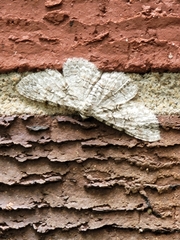 Iridopsis defectaria