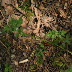 Nemophila parviflora