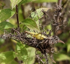 Oecanthus nigricornis