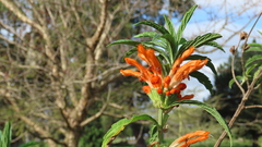 Leonotis leonurus
