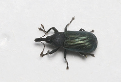 Magdalis violacea