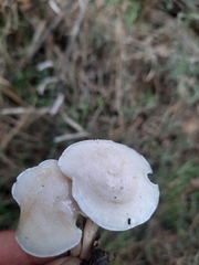Clitocybe rivulosa