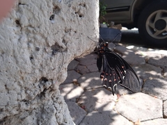 Heraclides rogeri pharnaces