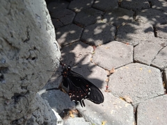 Heraclides rogeri pharnaces
