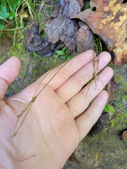 Juncus tenuis