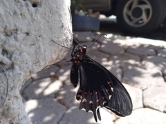 Heraclides rogeri pharnaces