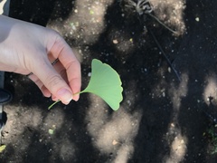 Ginkgo