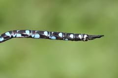 Rhionaeschna dugesi