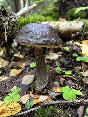 Leccinum scabrum melaneum
